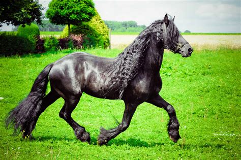The Friesian horse is known for its friendliness, magnificent presence, natural beauty, calm demeanor, intelligence, adaptability, and work ethic. This incredible breed has stolen the hearts of many. Are you ready to find out why? Height: Friesians range in height from 15hh (60 inches) up to 17hh (68 inches).